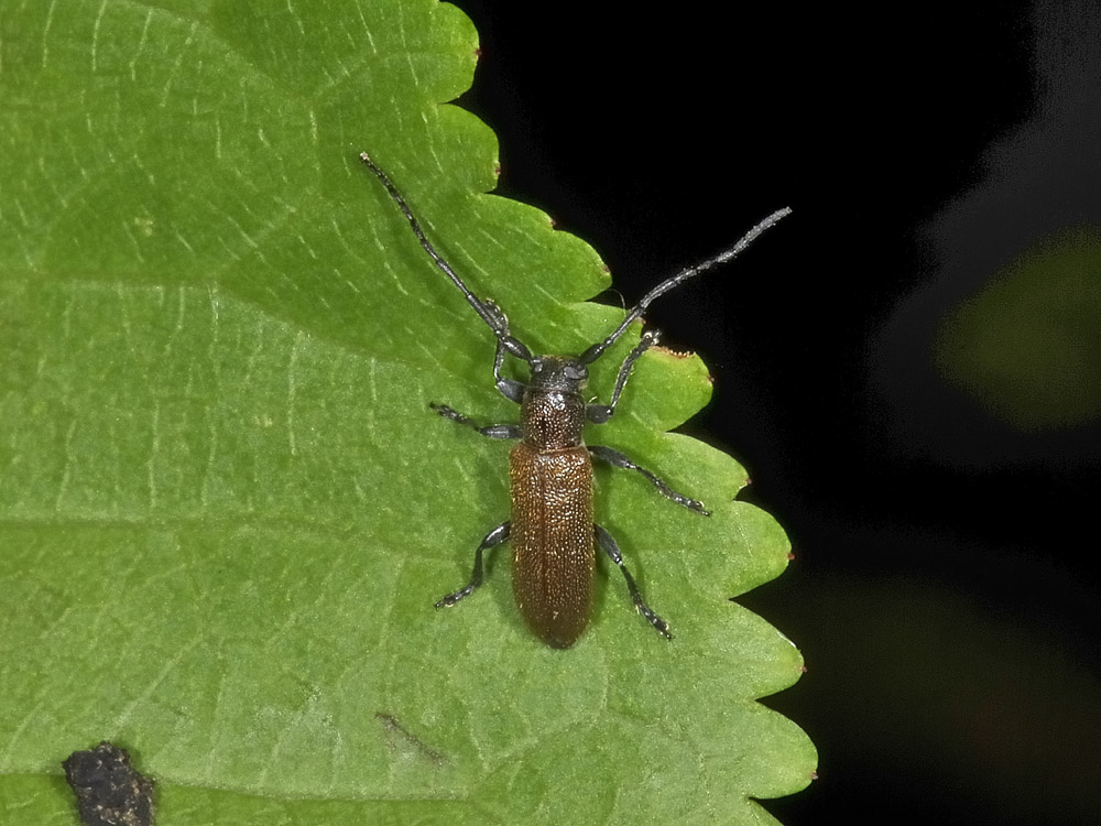 Anaesthetis testacea (Cerambycidae)